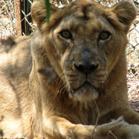 Tyavarekoppa Lion Safari